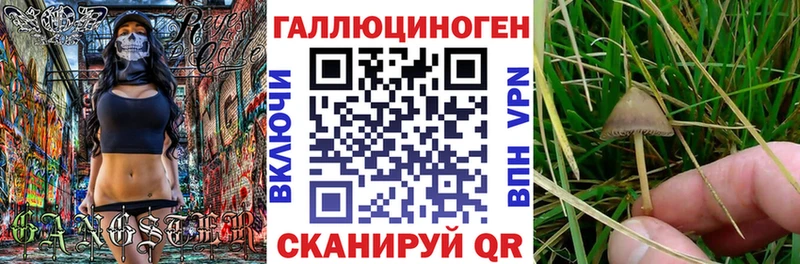 Псилоцибиновые грибы Psilocybine cubensis как найти Новохопёрск